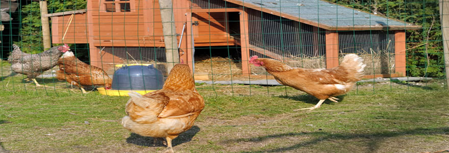 mettre à l’abri vos poules et lapins